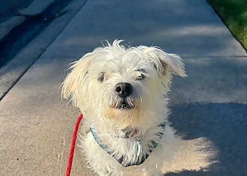 Battle Born Pet Care - Reno, NV Dog Walkers - Job Site Image
