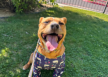 Battle Born Pet Care Battle Born Pet Care - Reno, NV Dog Walkers - Service Image