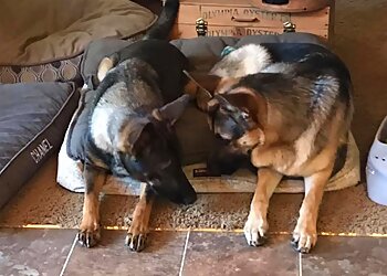 San Jose Dog Training Bay Area Dog Training