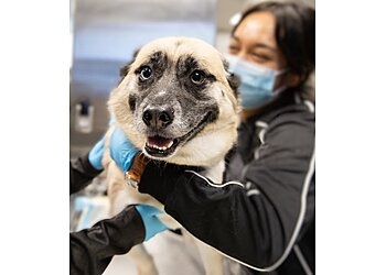 Torrance Veterinary Clinics Bay Cities Pet Hospital