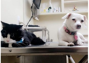 Torrance Veterinary Clinics Bay Cities Pet Hospital