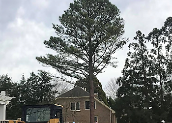 Norfolk Tree Services Bay Tree Care