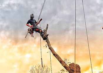 Allentown Tree Services Baylor’s Top Notch Tree Service