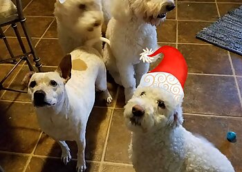 Corpus Christi Dog Walkers Bayshore Petsitting and More