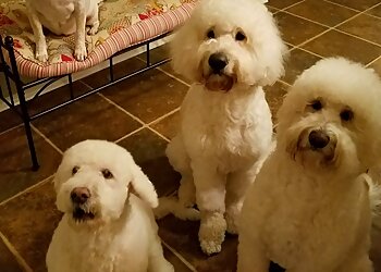 Corpus Christi Dog Walkers Bayshore Petsitting and More