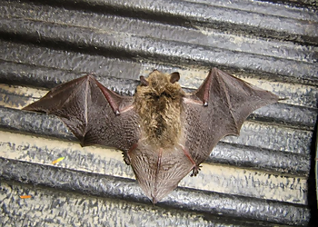 Boston Animal Removal Baystate Wildlife
