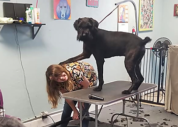 Norfolk Pet Grooming Bayview Pet Salon