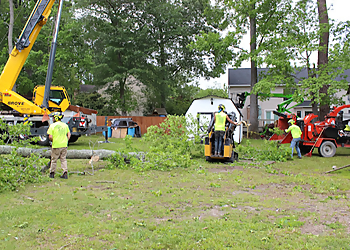 Hampton Tree Services Bayview Tree Service