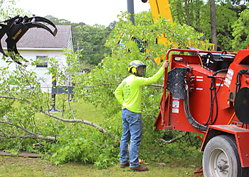 Hampton Tree Services Bayview Tree Service