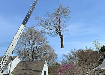 Bayview Tree Service Hampton Tree Services image 1