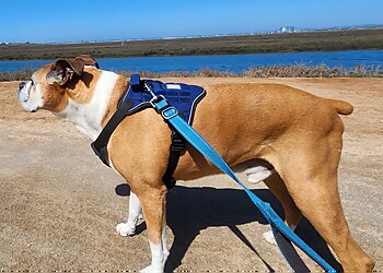 Chula Vista Dog Walkers BeLoved Pet Sitting