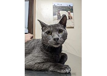 Huntington Beach Veterinary Clinics Beach City Animal Hospital