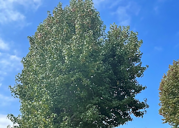 Newport Beach Tree Services Beach Tree Service