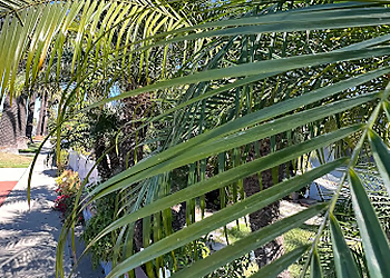 Newport Beach Tree Services Beach Tree Service