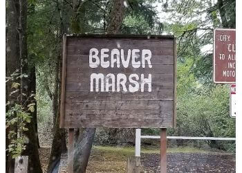 Beaver Marsh Loop Vancouver Hiking Trails