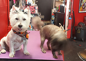 New Orleans Pet Grooming Bel Air Pet Care