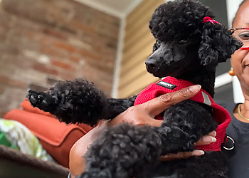 New Orleans Pet Grooming Bel Air Pet Care