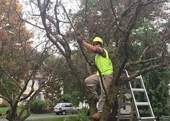 Allentown Tree Services Belles Tree Service Inc.