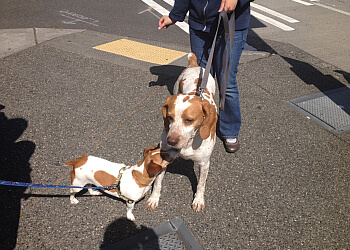 Belltown Dog Walker - Seattle, WA Dog Walkers - Service Highlights