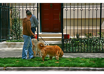 Belltown Dog Walker Seattle Dog Walkers