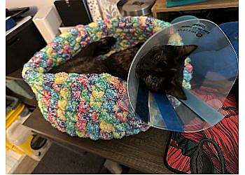 Rockford Veterinary Clinics Bellwood Animal Hospital