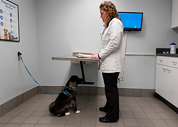 Bellwood Animal Hospital - Rockford, IL Veterinary Clinics - Doctor With Patient Image