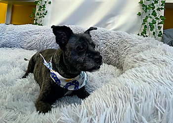 Long Beach Pet Grooming Belmont LaunderPet