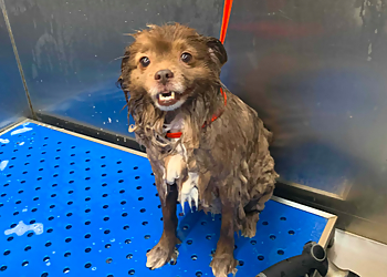 Long Beach Pet Grooming Belmont LaunderPet