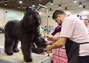 Ontario Pet Grooming Beno's Dog Pet Grooming