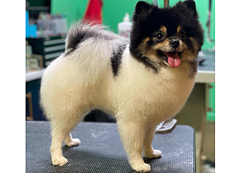 Ontario Pet Grooming Beno's Dog Pet Grooming