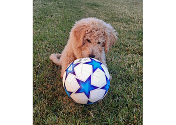 Broken Arrow Veterinary Clinics Bent Arrow Veterinary Hospital