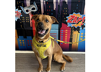 Savannah Pet Grooming Bentley's Pet Stuff