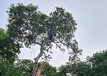 Austin Tree Services Beny's Tree Service