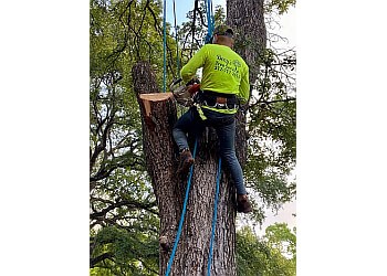 Austin tree service Beny's Tree Service