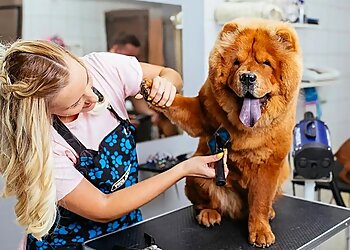 Bellevue Pet Grooming Best Friends Grooming Salon