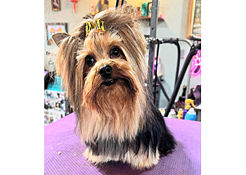 Winston Salem Pet Grooming Best Friendz Too