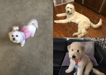3 Best Pet Grooming in Las Vegas, NV - Expert Recommendations