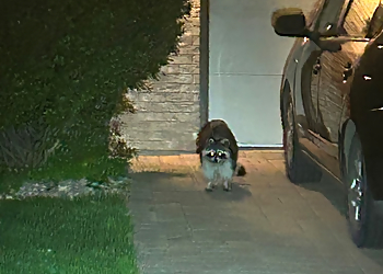 Lakewood Animal Removal Best Pest and Wildlife Control Colorado