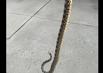 Lakewood Animal Removal Best Pest and Wildlife Control Colorado