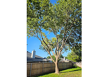 Abilene Tree Services Best Tree Service Pros LLC