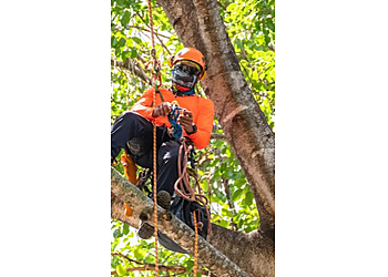 Abilene Tree Services Best Tree Service Pros LLC