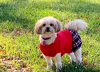 Durham Dog Walkers Best in Show Pet Sitting