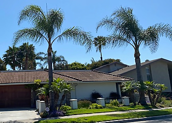 Huntington Beach Tree Services Betterment Tree Health Care