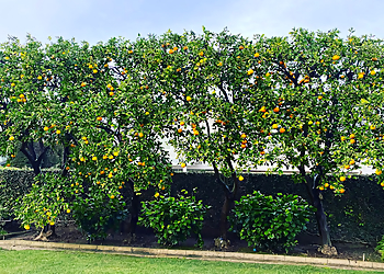 Huntington Beach Tree Services Betterment Tree Health Care