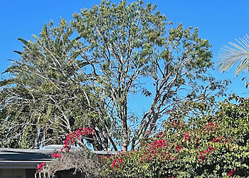 Betterment Tree Health Care Huntington Beach Tree Services image 1