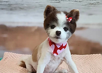 Beverly's Touch of Class Grooming - Pearland, TX Pet Grooming - Company Logo