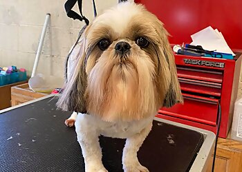 Anchorage Pet Grooming Bev's dog grooming