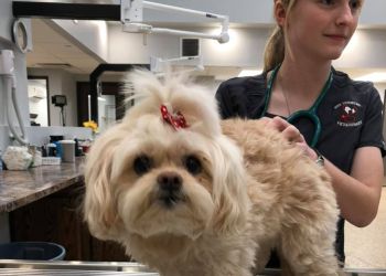 Abilene Veterinary Clinics Big Country Veterinary Clinic