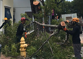 Miami Tree Services Big Ron's Tree Service LLC.