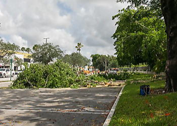 Miami Tree Services Big Ron's Tree Service LLC.